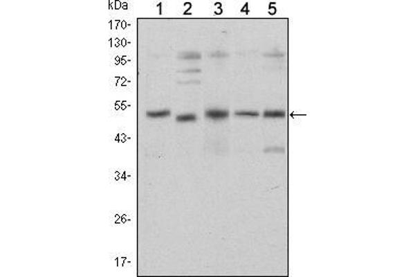 SMAD5 antibody