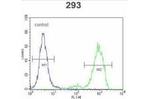 Flow cytometric analysis of 293 cells using SPDYE5 Antibody (N-term) Cat. (SPDYE5 antibody  (N-Term))