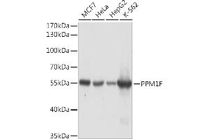 Western blot analysis of extracts of various cell lines, using PPM1F Rabbit pAb (ABIN7269682) at 1:1000 dilution. (PPM1F antibody  (AA 1-190))