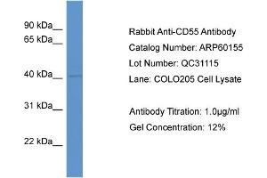 Western Blotting (WB) image for anti-Complement Decay-Accelerating Factor (CD55) (Middle Region) antibody (ABIN786092) (CD55 antibody  (Middle Region))