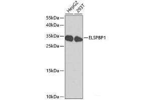 Western blot analysis of extracts of various cell lines using ELSPBP1 Polyclonal Antibody at dilution of 1:1000.