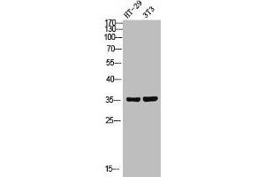Western Blot analysis of HT-29/NIH-3T3 using FoxN2 Polyclonal Antibody.