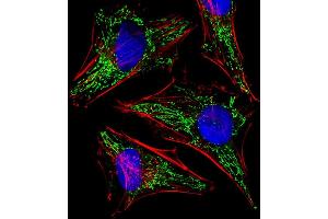 Fluorescent image of Hela cells stained with TUFM Antibody (N-term) (ABIN6242306 and ABIN6577421). (TUFM antibody  (N-Term))