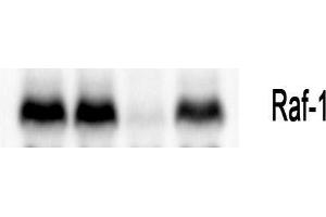Western Blot (WB) analysis: Please contact us for more details. (RAF1 antibody  (Thr58))