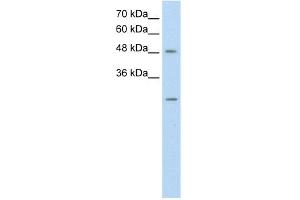 WB Suggested Anti-ANKRD2 Antibody Titration:  0. (ANKRD2 antibody  (N-Term))