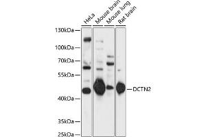 Western blot analysis of extracts of various cell lines, using DCTN2 antibody  at 1:1000 dilution. (Dynamitin antibody  (AA 280-401))