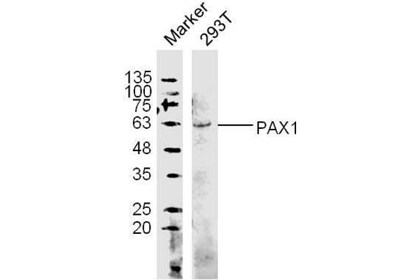 PAX1 抗体  (AA 151-250)