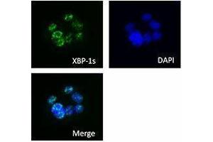 Immunofluorescence (IF) image for anti-XBP-1s antibody (ABIN2665459) (XBP-1s antibody)