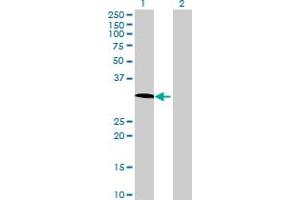 Western Blot analysis of SCYL1BP1 expression in transfected 293T cell line by SCYL1BP1 MaxPab polyclonal antibody. (GORAB antibody  (AA 1-246))