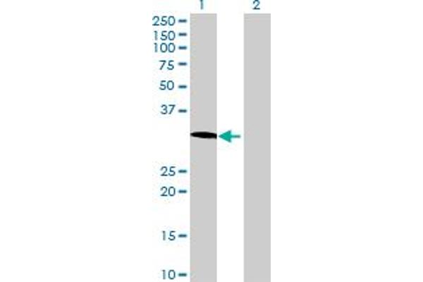 GORAB antibody  (AA 1-246)