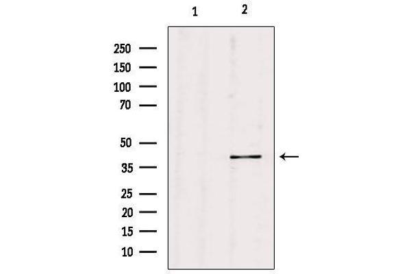PGC antibody  (Internal Region)