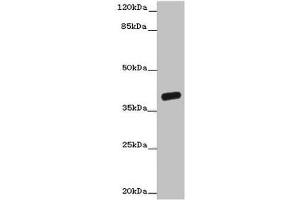 Western blot All lanes: OGFOD2 antibody at 3 μg/mL + Mouse liver tissue Secondary Goat polyclonal to rabbit IgG at 1/10000 dilution Predicted band size: 39, 33, 15, 21 kDa Observed band size: 39 kDa (OGFOD2 antibody  (AA 1-186))