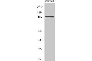 Western Blotting (WB) image for anti-Forkhead Box O3 (FOXO3) (Ser253) antibody (ABIN5958398) (FOXO3 antibody  (Ser253))