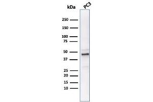 Western Blot Analysis of PC3 cell lysate usingODC1 Mouse Monoclonal Antibody (ODC1/486). (ODC1 antibody)