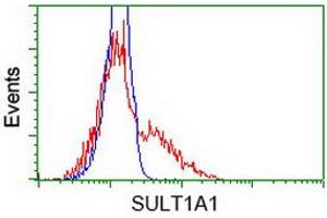 Image no. 2 for anti-Sulfotransferase Family, Cytosolic, 1A, Phenol-Preferring, Member 1 (SULT1A1) antibody (ABIN1501227)