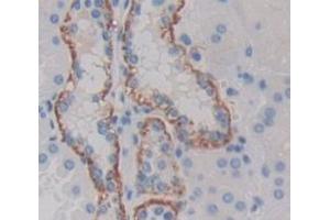Figure. (GFRA1 antibody  (AA 239-350))
