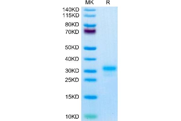 IL17F Protein (AA 29-161) (His-Avi Tag)