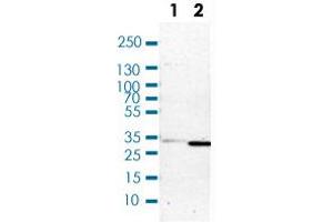 Western Blot (Cell lysate) analysis of (1) NIH-3T3 cell lysate (Mouse embryonic fibroblast cells) and (2) NBT-II cell lysate (Rat Wistar bladder tumour cells). (CBR1 antibody)