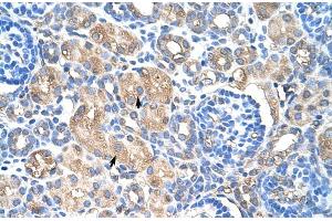 Human kidney (HSP27 antibody  (C-Term))