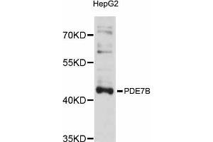 Western blot analysis of extracts of HepG2 cells, using PDE7B antibody (ABIN5998480) at 1/1000 dilution. (PDE7B antibody)