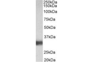 AP31927PU-N antibody (0. (Surfactant Protein A1 antibody  (Internal Region))