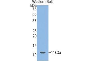 Detection of Recombinant HSPA8, Mouse using Polyclonal Antibody to Heat Shock 70 kDa Protein 8 (HSPA8) (Hsc70 antibody  (AA 534-615))