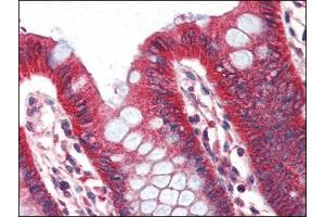 Human Colon (formalin-fixed, paraffin-embedded) stained with PLINat 2 µg/ml followed by biotinylated anti-goat IgG secondary antibody, alkaline phosphatase-streptavidin and chromogen. (PLIN1 antibody  (Internal Region))