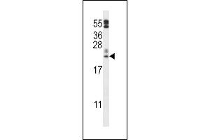 C10orf58 Antibody (C-term) (ABIN657369 and ABIN2846416) western blot analysis in  cell line lysates (35 μg/lane). (FAM213A antibody  (C-Term))