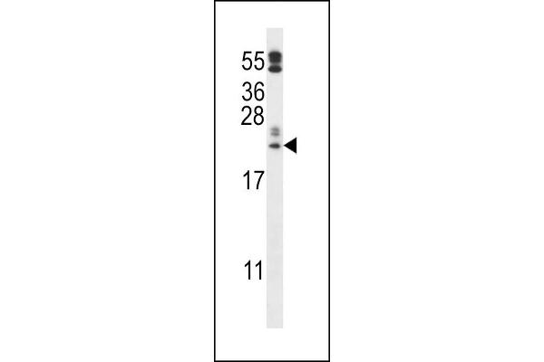 FAM213A Antikörper  (C-Term)