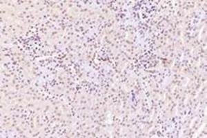 Immunohistochemistry (Paraffin-embedded Sections) (IHC (p)) image for anti-Exportin 7 (XPO7) antibody (ABIN7073901)