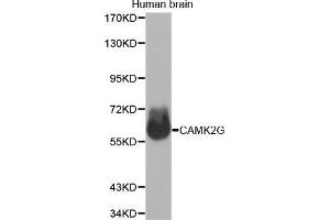 Western Blotting (WB) image for anti-Calcium/calmodulin-Dependent Protein Kinase II gamma (CAMK2G) (AA 300-410) antibody (ABIN1678951) (CAMKII gamma antibody  (AA 300-410))