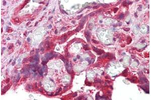 Anti-CDK6 antibody IHC staining of human placenta. (CDK6 antibody)