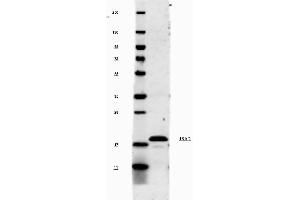 This antibody will recognize 10% of the non-denatured (native) precursor 31,000 MW mouse IL-1ß containing samples but will primarily detect all of the 17,000 MW mature molecule. (IL-1 beta antibody)
