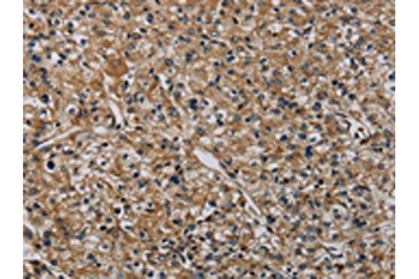 HSPG2 antibody