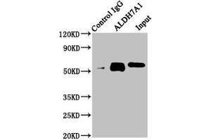 Immunoprecipitating ALDH7A1 in Hela whole cell lysate Lane 1: Rabbit control IgG instead of ABIN7143836 in Hela whole cell lysate.