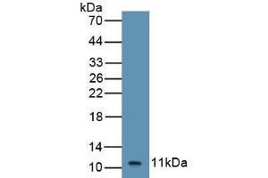 Detection of Recombinant GROb, Equine using Polyclonal Antibody to Chemokine (C-X-C Motif) Ligand 2 (CXCL2) (CXCL2 antibody  (AA 35-107))