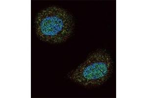Immunofluorescence (IF) image for anti-Phosphatase and Tensin Homolog (PTEN) (AA 69-104) antibody (ABIN3032214)