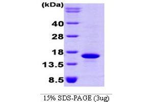 SDS-PAGE (SDS) image for Bone Morphogenetic Protein 7 (BMP7) (AA 293-431) protein (His tag) (ABIN666736)