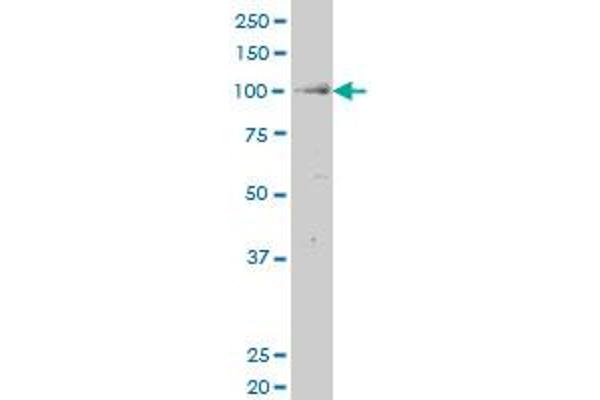 RIN2 antibody  (AA 786-894)
