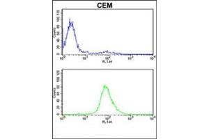 MPZ Antibody (C-term) flow cytometric analysis of CEM cells (bottom histogram) compared to a negative control cell (top histogram). (MPZ antibody  (C-Term))