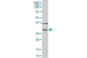 ARG1 MaxPab polyclonal antibody. (Liver Arginase antibody  (AA 1-322))