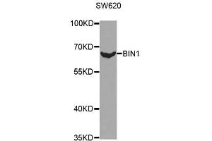 Western Blotting (WB) image for anti-Bridging Integrator 1 (BIN1) antibody (ABIN1871291) (BIN1 antibody)