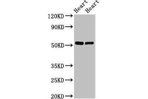 Western Blot Positive WB detected in: Rat heart tissue, Mouse heart tissue All lanes: SHE antibody at 2. (SHE antibody  (AA 2-162))