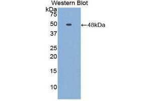 Western Blotting (WB) image for anti-Fetuin B (FETUB) (AA 149-255) antibody (ABIN1858847) (FETUB antibody  (AA 149-255))