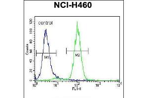 Flow cytometric analysis of NCI-H460 cells (right histogram) compared to a negative control cell (left histogram). (Acetylcholinesterase antibody  (N-Term))