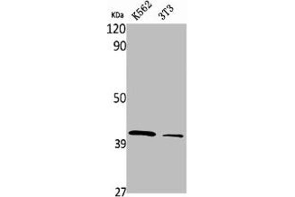 PRPF18 anticorps  (Internal Region)