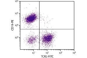 BALB/c mouse splenocytes were stained with Hamster Anti-Mouse TCRβ-FITC. (TCRb antibody  (FITC))