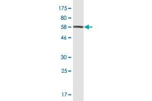 Western Blot detection against Immunogen (61. (PEX10 antibody  (AA 1-326))