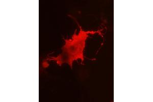 anti-ADAM Metallopeptidase Domain 22 (ADAM22) (AA 444-526), (Disintegrin Domain), (Extracellular) antibody