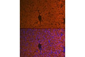 Immunofluorescence analysis of mouse liver using Hemopexin (HPX) (HPX) Rabbit mAb (ABIN7267611) at dilution of 1:100 (40x lens). (Hemopexin antibody)